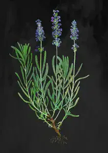 Wall art featuring lavender illustration: calming floral composition in soft colors