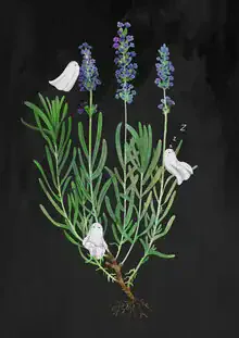 Wall art by Katherine Blower: playful ghosts among lavender flowers.