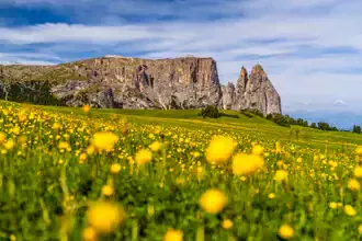 Feld mit Trollblumen und den Dolomiten im Hintergrund an einem sonnigen Frühlingstag.