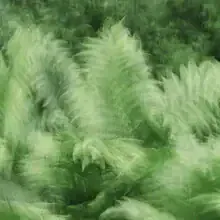 Photo art featuring blurred fern in soft green tones and an abstract mood.