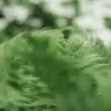 Close-up of a fern frond featuring gentle bokeh effects