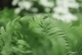 Close-up of a fern frond with a gentle bokeh effect in the background