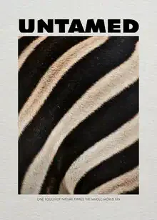 Wall art of a funny zebra illustrated in vibrant colors.
