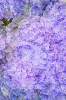 Nadja Jacke, Hydrangea blossoms abstract - Germany, Europe