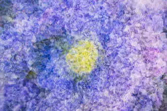 Nadja Jacke, Hydrangea blossoms abstract - Germany, Europe