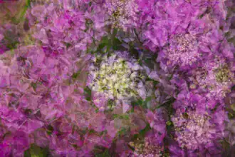 Nadja Jacke, Hydrangea blossoms - Germany, Europe