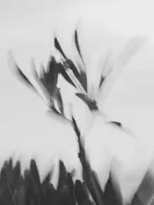 Photo art by Reiner Hofer: abstract depiction of motion and plants