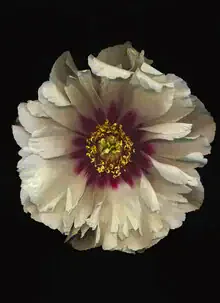 Photo art by Ramona Reimann: Peony in soft light and shadow nuances.