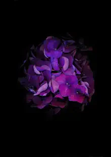 Photo art by Ramona Reimann: delicate hydrangea blossoms in soft colors