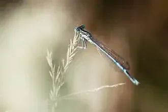 Photo art by Manuela Deigert: delicate dragonfly in soft bokeh light