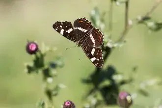 Butterfly resting on a thistle bloom, delicate wings in soft colors.