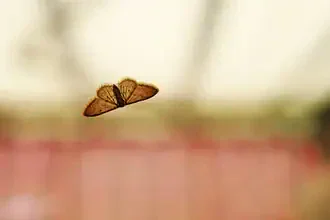 Photo art by Manuela Deigert: moth resting in soft light on a minimalist surface.