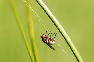 Close-up of a fly on a grass stem, delicate and detailed in a natural setting.