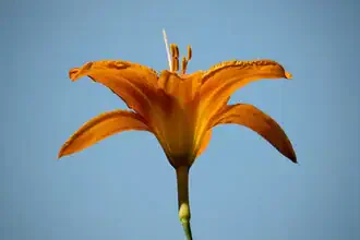 Daylily against blue sky: close-up of a blooming flower in soft light