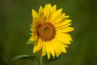 Photo art by Oliver Buchmann: sunflower in warm summer light