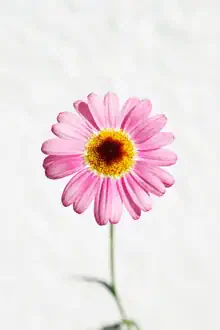 Nahaufnahme einer rosa Margerite, zarte Blütenblätter auf grünem Hintergrund.