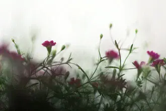Photo art featuring delicate pink baby's breath flowers in soft bokeh tones.