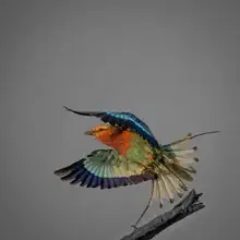 Photo art by Dennis Wehrmann: Lilac-breasted roller perched on a branch in South Africa