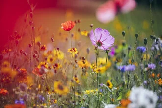 Blumenwiesen aus Wildblumenmischungen - fotokunst von Nadja Jacke