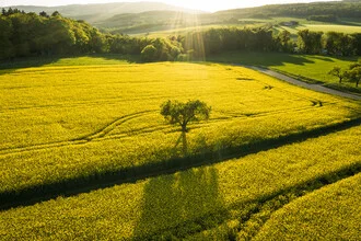 Lonely tree - Fineart photography by Lina Jakobi