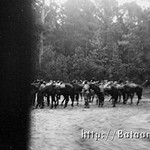 U.S. Cavalry horses during the 1941 maneuvers in Louisiana. Hullihan22