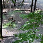 Wildgehege