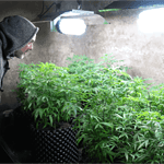 visite d'une culture de chanvre indoor lors de la visite de terrain organisée par Chanvre Legal Pro