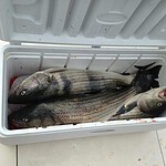 Belmar Sportfishing Charters