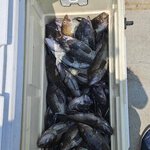 Celtic Stoirm Sportfishing in Belmar, NJ