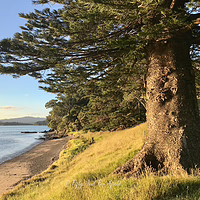 Golden hour glow beneath the branches of a coastal Norfolk Pine. Close-up of a large Norfolk Pine tree trunk on a grassy hill overlooking a calm beach and ocean at sunset.