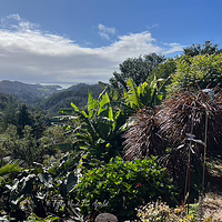 The breathtaking valley view from Helena Bay Cafe. Lush tropical garden in the foreground looking out over a deep green valley toward Helena Bay and the ocean under a blue sky with white clouds.