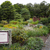 Exploring the vibrant, flower-filled pathways of the Keiller Garden at Pukeiti. A wooden sign with white text that reads "Keiller Garden" stands in the foreground of a colorful botanical garden bed at Pukeiti Gardens in New Plymouth, featuring yellow and purple flowers, surrounded by lush green shrubs and trees under a clear sky.