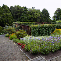 Walking down into the formal, colorful terraced beds of the Keiller Garden at Pukeiti. An elevated view of a terraced garden in Pukeiti Gardens, New Plymouth, featuring neat beds of purple, yellow, and red flowers, and structured trellises covered in ivy, with a gravel path leading downhill and towering native forest in the background.