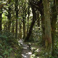 Stepping into another world on the moss-covered trails leading to Dawson Falls. A narrow dirt hiking trail winds through a lush "Goblin Forest" with tall, twisted trees covered in thick green moss and light filtering through the dense canopy near Dawson Falls.
