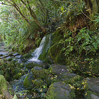 Enchanting mossy streams tucked away along the Wilkies Pools loop. A small waterfall cascades over moss-covered rocks into a forest stream alongside a hiking trail in the lush native bush near Wilkies Pools, New Plymouth.