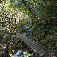 Crossing the mountain streams on the way to Wilkies Pools. A small wooden footbridge with wire mesh grip crosses a rushing white water stream in a lush, mossy forest on the Wilkies Pools track in New Plymouth.