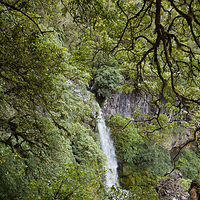he majestic Dawson Falls, tucked away in the heart of Egmont National Park. A tall, powerful waterfall plunging down a dark rocky cliff, partially framed by the dense green canopy and mossy branches of a native New Zealand forest.