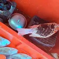 Enjoy fishing in the Philippines with local tips and scenic views. Fishing gear and caught fish in a boat.