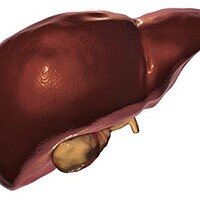 Healthy Liver