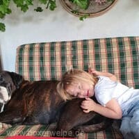 Eine unendliche Liebe zwischen Boxer und Kind