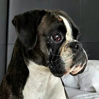 Lollo-lopf