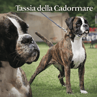 Tassia-Collage