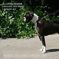 alcaponedaughter