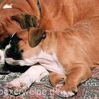 Boxerhündin mit einem Welpen