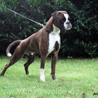 Al-Capone von den Busch