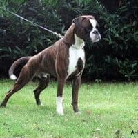 Multi-Champion Al-Capone von den Busch
