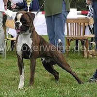 Multi-Champion Al-Capone von den Busch