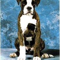 Boxerwelpe