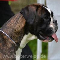 Sindivera von den Busch