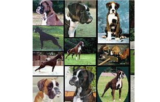 Bildcollage von den Busch Boxer